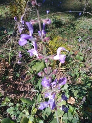 Salvia forskaehlei