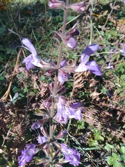 Salvia forskaehlei
