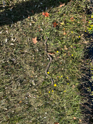 Northern Water Snake