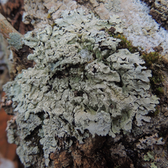 Crespoa crozalsiana