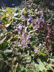 Salvia forskaehlei