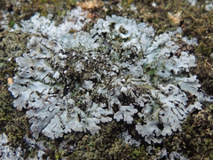 Physconia leucoleiptes