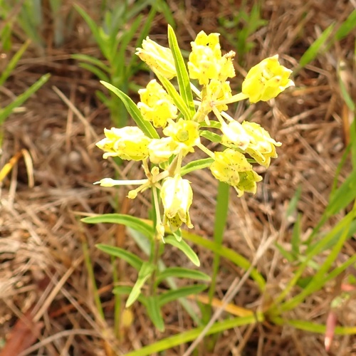 savannah milkweed (Asclepias pedicellata)