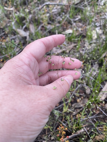 Little quaking-grass