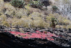 Sesuvium edmonstonei