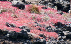 Sesuvium edmonstonei