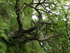 Burseraceae
