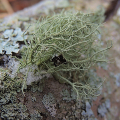 Usnea subscabrosa
