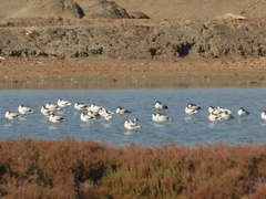 Recurvirostra avosetta