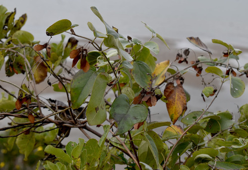 Stigmaphyllon timoriense observed 2025-07-26