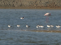 Recurvirostra avosetta