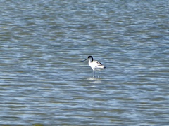 Recurvirostra avosetta