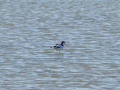 Recurvirostra avosetta