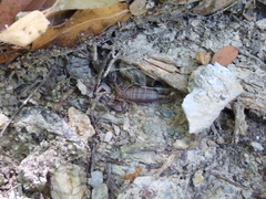 Euscorpius candiota