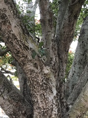 Ficus virens virens