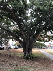 Ficus virens virens
