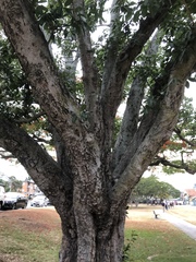 Ficus virens virens