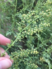 Ambrosia acanthicarpa