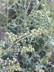 Ambrosia acanthicarpa