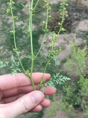 Ambrosia acanthicarpa