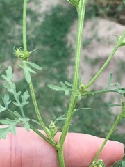 Ambrosia acanthicarpa