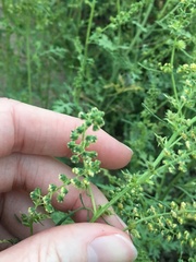 Ambrosia acanthicarpa