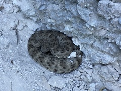 Crotalus mitchellii