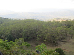 Eucalyptus urophylla