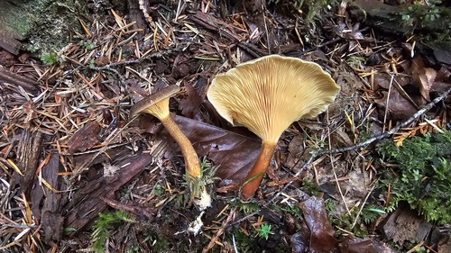 Owingsia PNW01 graham.jpg