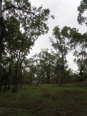 Eucalyptus urophylla