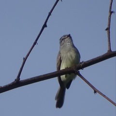 Camptostoma obsoletum