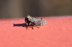 Microcentrus perditus