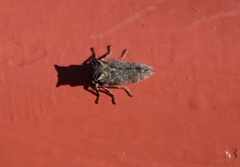 Microcentrus perditus