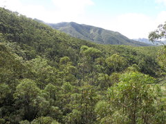 Eucalyptus urophylla