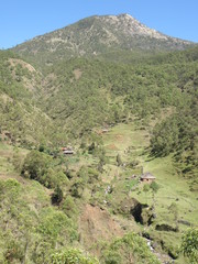 Eucalyptus urophylla