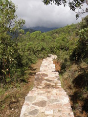 Eucalyptus urophylla
