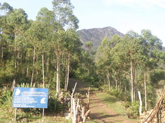 Eucalyptus urophylla