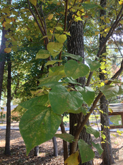 Cercis canadensis texensis