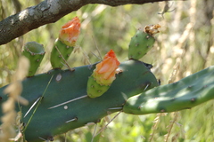 Opuntia anacantha