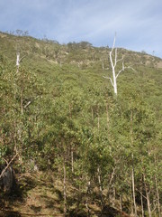 Eucalyptus urophylla