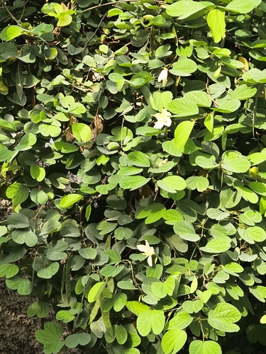 Bauhinia acuminata, photograph 4