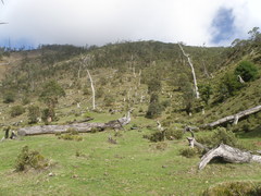 Eucalyptus urophylla
