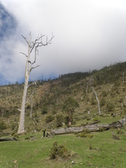 Eucalyptus urophylla