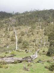 Eucalyptus urophylla