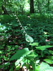 Scutellaria altissima