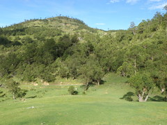 Eucalyptus urophylla