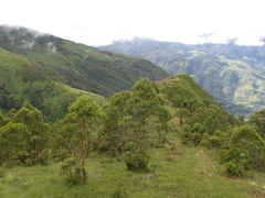 Eucalyptus urophylla