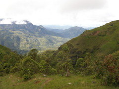 Eucalyptus urophylla