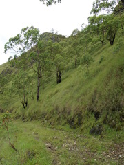 Eucalyptus urophylla
