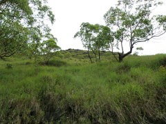 Eucalyptus urophylla